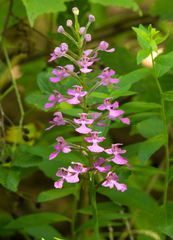 Platanthera peramoena