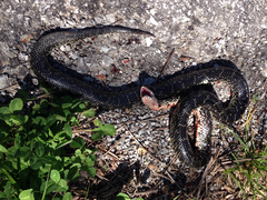 Lampropeltis nigra