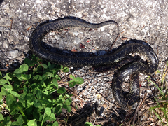 Lampropeltis nigra