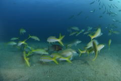 Mulloidichthys dentatus