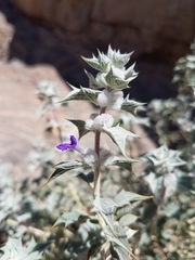 Salvia funerea