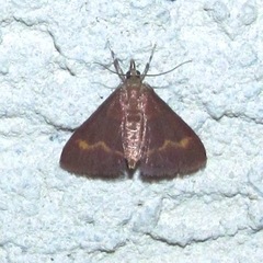 Pyrausta pseuderosnealis