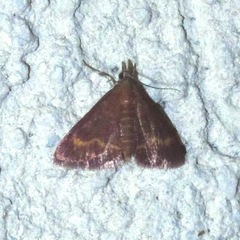 Pyrausta pseuderosnealis