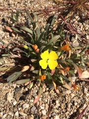 Camissoniopsis pallida