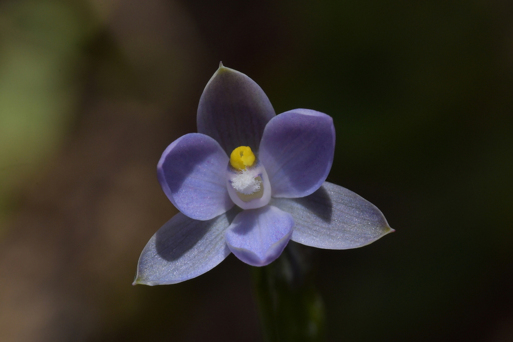 Thelymitra tholiformis