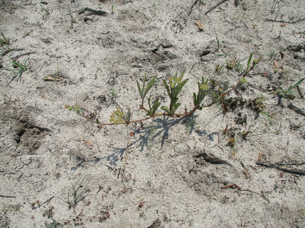 Ampelocissus obtusata from Zambezi Region, Namibia on November 24, 2023