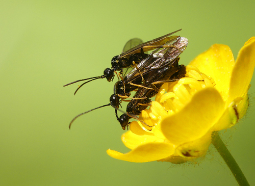Stiebiniai pjūkleliai nuotrauka
