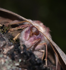 Monoctenia falernaria