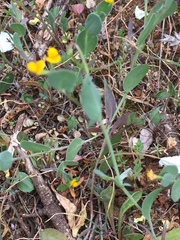 Coronilla scorpioides