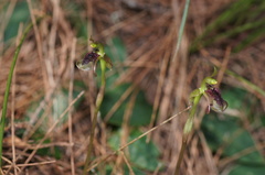 Chiloglottis curviclavia