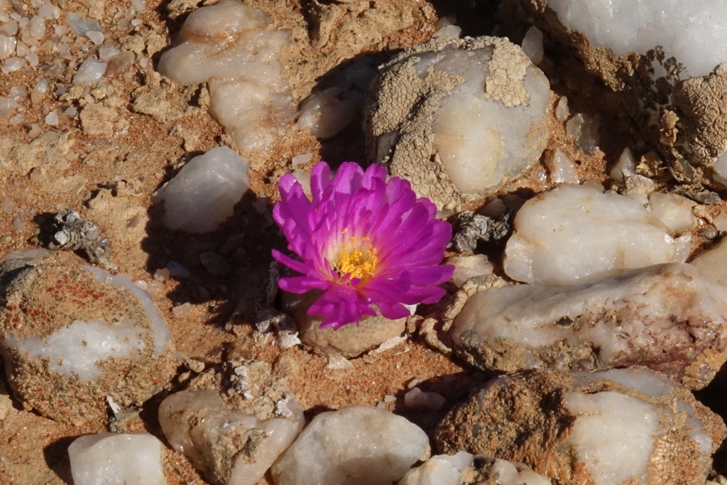 Conophytum subfenestratum