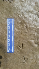 Charadrius vociferus