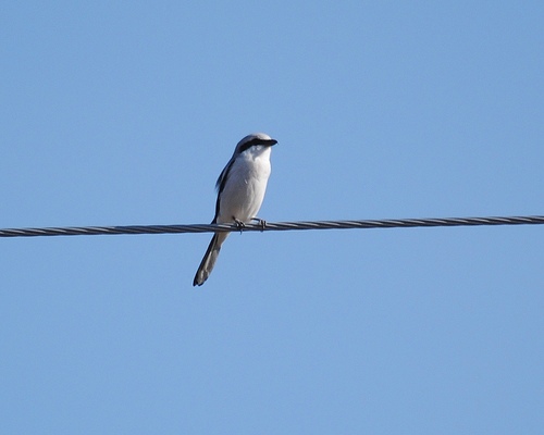 Alcaudón norteño (Lanius excubitor)