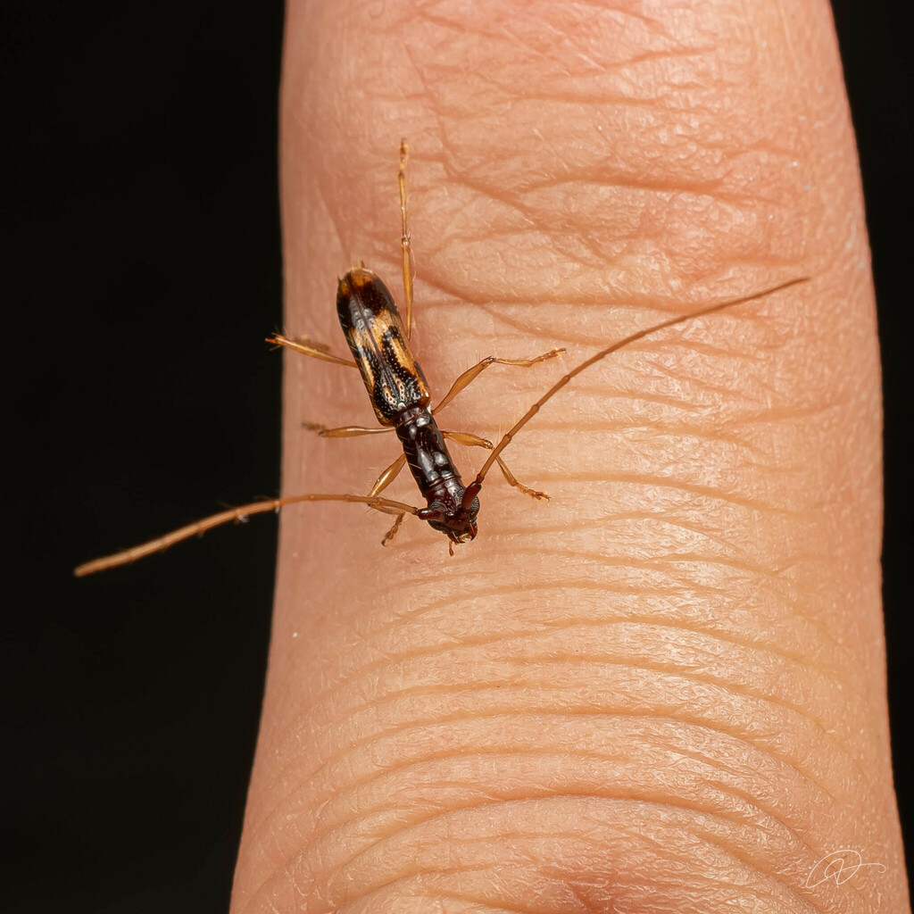 Glyptoscapus