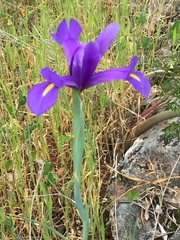 Iris xiphium