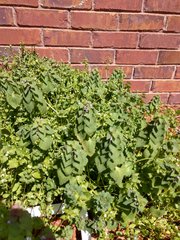 Lamium purpureum