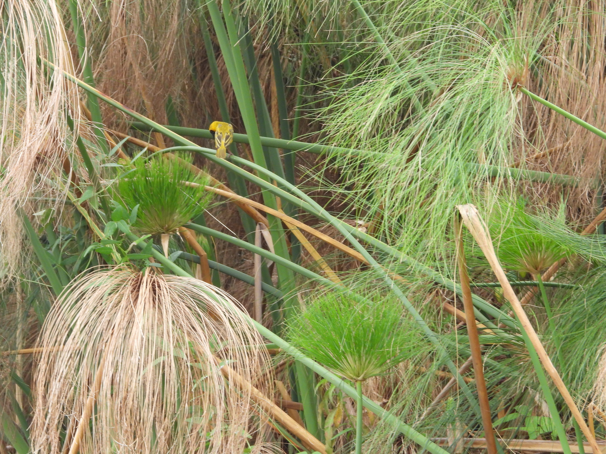 Katanga Masked Weaver (Ploceus katangae), photo 1