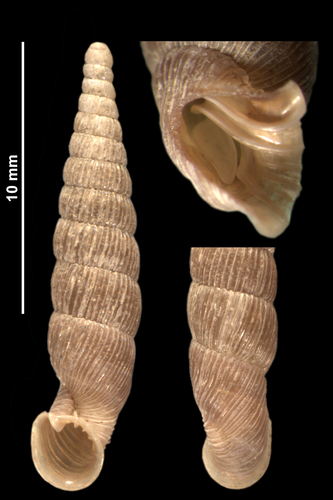 Clausilie basque