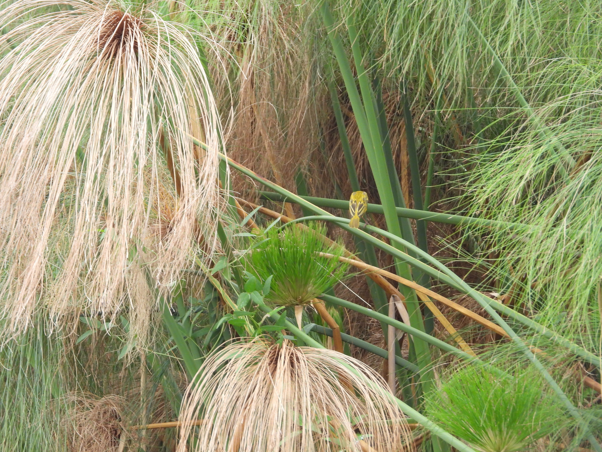 Katanga Masked Weaver (Ploceus katangae), photo 2
