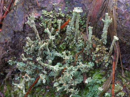 Cladonia polydactyla