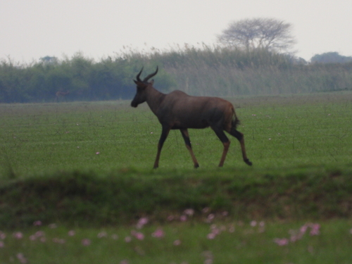 Bangweulu Tsessebe