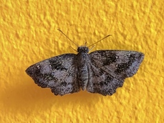 Staphylus ascalaphus