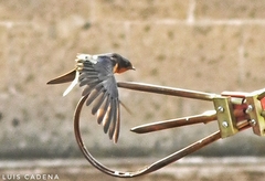 Hirundo rustica