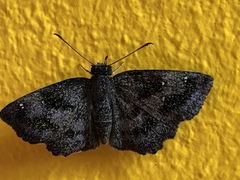 Staphylus ascalaphus