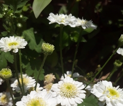 Tanacetum parthenium