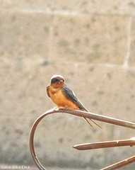 Hirundo rustica