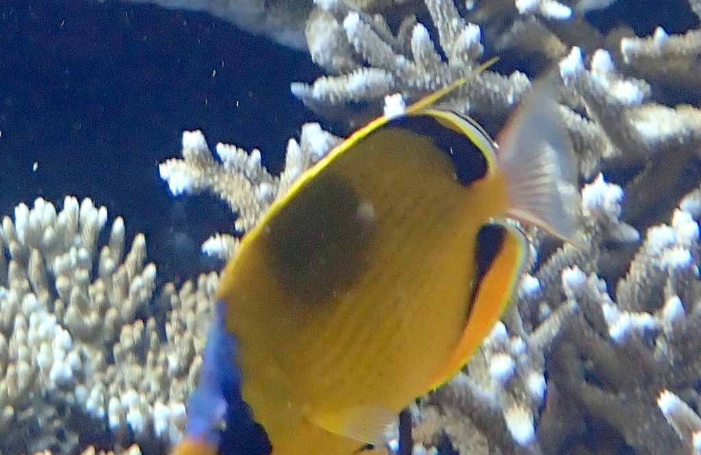 Dotted Butterflyfish from Kri Is, Raja Ampat Regency, West Papua ...