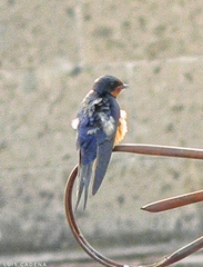 Hirundo rustica