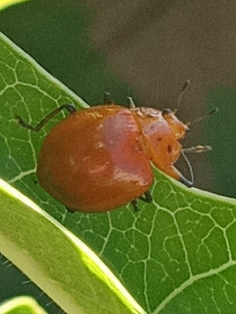 Strongylosomus floripesae