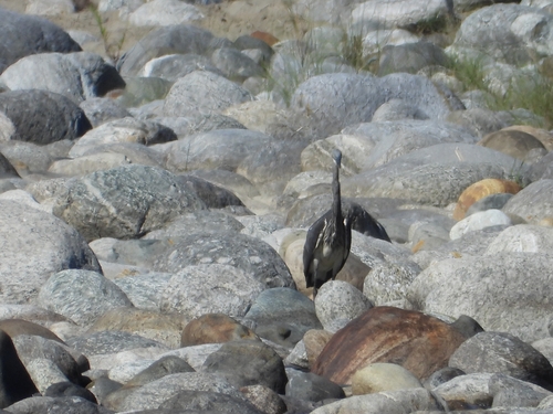 White-bellied Heron (Ardea insignis), photo 3