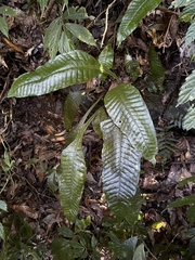 Leptochilus decurrens, photograph (c) 黃美滿, some rights reserved (CC BY)