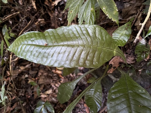 Leptochilus decurrens, photograph 6