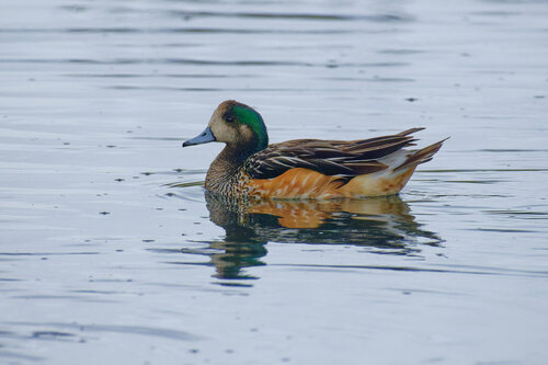 Chiloe Wigeon, photo 5 of 7