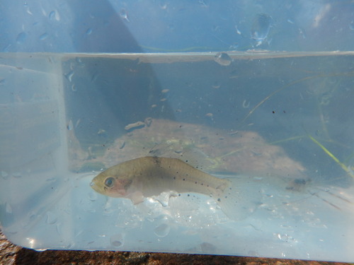 Stigmatogobius pleurostigma