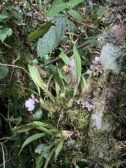 Caucaea
