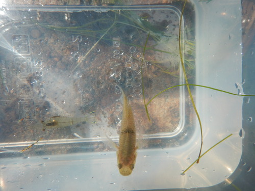 Stigmatogobius pleurostigma