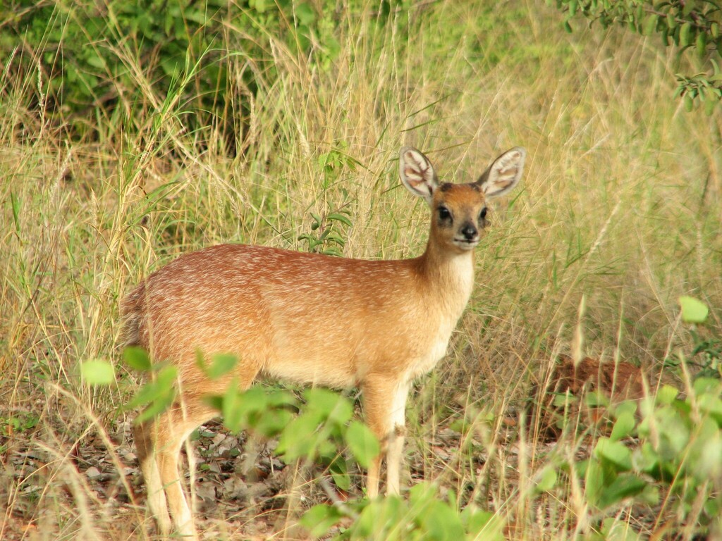 Sharpe's Grysbok from Kruger Park, South Africa on May 14, 2009 at 08: ...