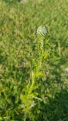 Cirsium nuttalii image