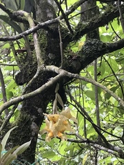 Stanhopea