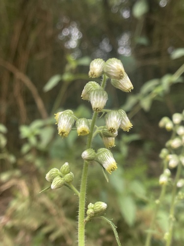 Conyza aegyptiaca iNat (2)