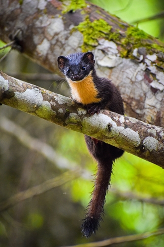 Long-tailed Weasel, photo 7 of 9