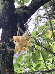 Stanhopea