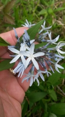 Amsonia tabernaemontana