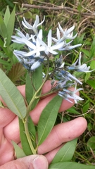 Amsonia tabernaemontana