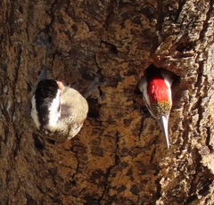 Bearded Woodpecker photo 4