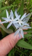 Amsonia tabernaemontana